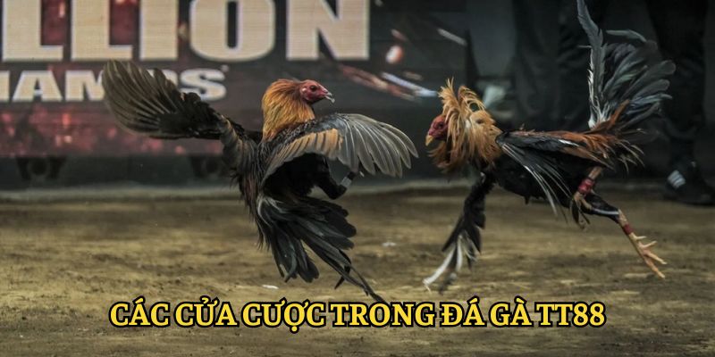 Danh sách các cửa cược trong đá gà TT88