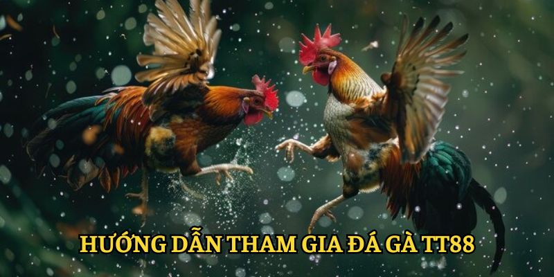 Hướng dẫn tham gia đá gà TT88